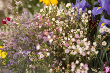 close-up-tiny-spring-flower-bouquet.jpg close-up-tiny-spring-flower-bouquet.jpg