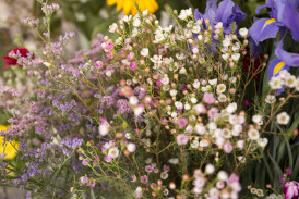 close-up-tiny-spring-flower-bouquet.jpg